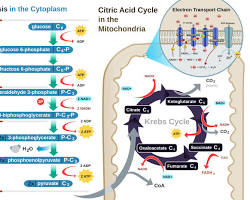 Metabolic cellular pathway